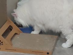 -悠尼宠物·独立低压伊珊娜洗护·美容·寄养(兰谷路店)