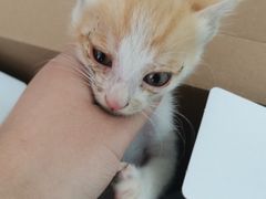 -宠颐生·恒爱宠物医院(静海店)