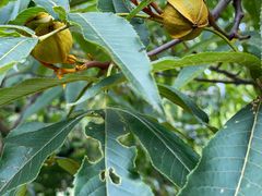 -东天目山风景区