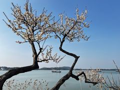 -香雪海