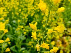 -光明小镇欢乐田园