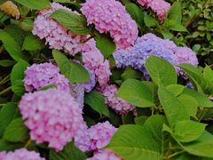 -天津医科大学肿瘤医院(本部院区)