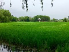 -长兴太湖图影湿地文化园