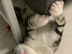 -lincat·猫舍(广州店)