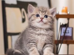 -小猫来了·猫舍(红山六九七九店)