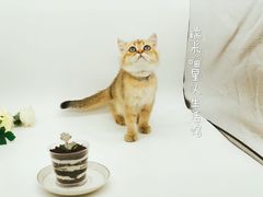 金渐层招财-糯米喵星人·撸猫猫舍咖啡馆(西市场嘉华店)