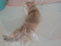 -糯米喵星人总部直营旗舰店·猫舍·幼猫出售