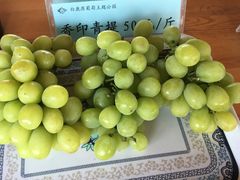 -白鹿原葡萄主题公园