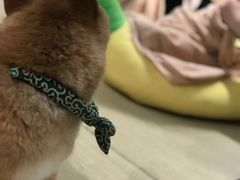 -逗柴咖啡屋·狗咖猫咖宠物桌游
