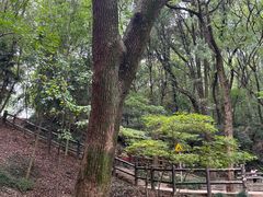 -上海佘山国家森林公园天马山园