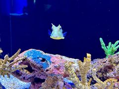 -上海海洋水族馆