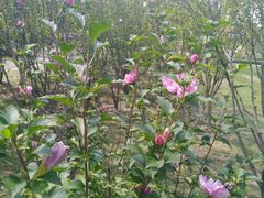 -白塘生态植物园