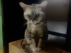 -猫色咖啡·猫咖