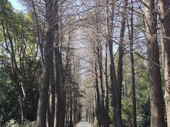 -上海滨江森林公园