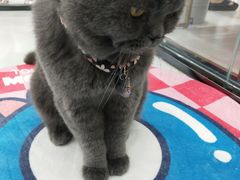 -糯米喵星人·撸猫猫舍咖啡馆(西市场嘉华店)