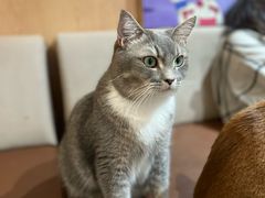 -MOCHA明星猫咖(田子坊店)