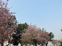 -洲头咀公园