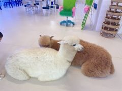 -Blue Concept Cafe&Farm·關於藍