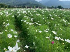-曲江薰衣草庄园