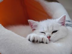 -糯米喵星人总部直营旗舰店·猫舍·幼猫出售