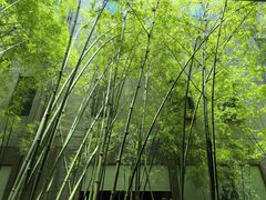 -香蕉奶奶