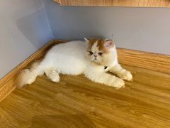 -啵啵喵·猫咖(攀华国际店)