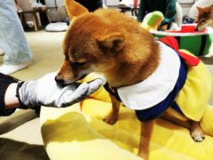 -逗柴咖啡屋·狗咖猫咖宠物桌游