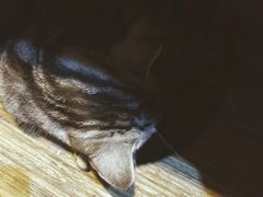 -猫友咖啡店(玉林西路店)