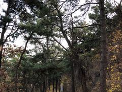 -北京鹫峰国家森林公园