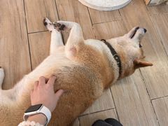-李小姐の猫咖啡馆(五角场店)