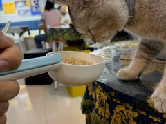 -平行世界·猫咖(首经贸店)