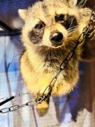 -酷嗒动物文化乐园(cutezoo西溪乐天城店)