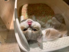 -BABIT巴比特宠物(MOMOPARK店)