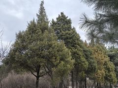 -北陵公园