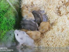 -双季花艺园艺市场(浦东店)