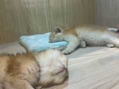 -屋虎猫馆(宝安大仟里店)