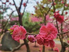 -上海市龙华烈士陵园