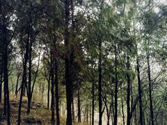 -阳台山自然风景区