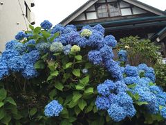 -小樽八音盒堂