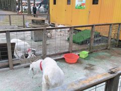 -前小桔亲子创意农场·草莓采摘·露营烧烤