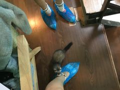 -李小姐の猫咖啡馆(五角场店)
