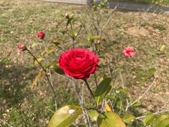 -旭宝高尔夫俱乐部