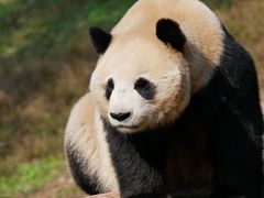 -都江堰中华大熊猫苑