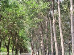 -东郊湿地公园