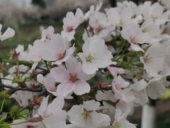 -径山花海