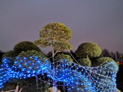 -大塘金香草谷