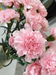 -Verywang半永久纹眉•仪器野生眉