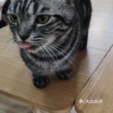 这家可以，猫咪的品种还挺多的