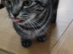 -李小姐の猫咖啡馆(五角场店)
