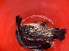 景点-腾冲北海湿地